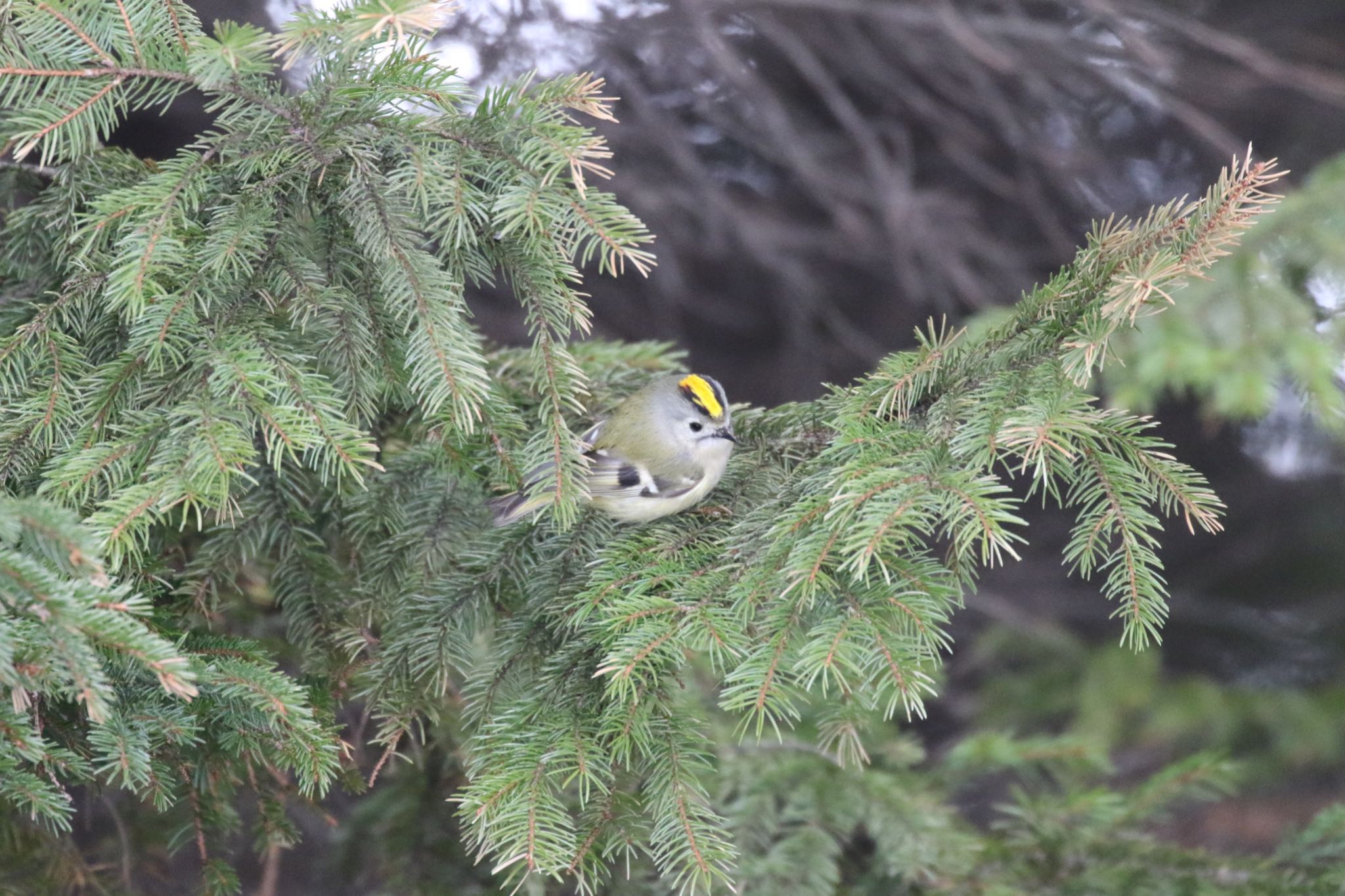 Photo of Goldcrest at 札幌モエレ沼公園 by will 73