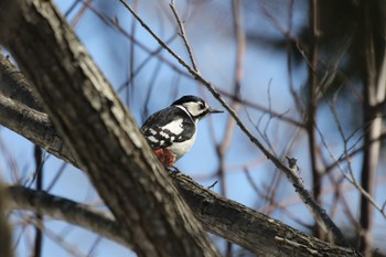 Great Spotted Woodpecker 札幌モエレ沼公園 Wed, 3/9/2022