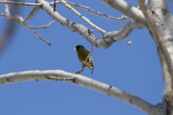 Grey-capped Greenfinch 札幌モエレ沼公園 Sat, 4/2/2022