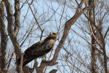 Black Kite 札幌モエレ沼公園 Mon, 4/4/2022