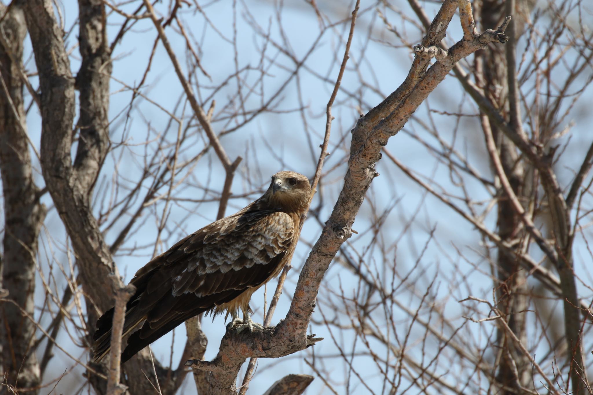 Photo of Black Kite at 札幌モエレ沼公園 by will 73