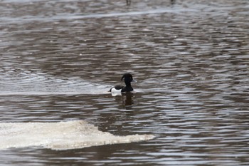 Tufted Duck Unknown Spots Thu, 4/7/2022