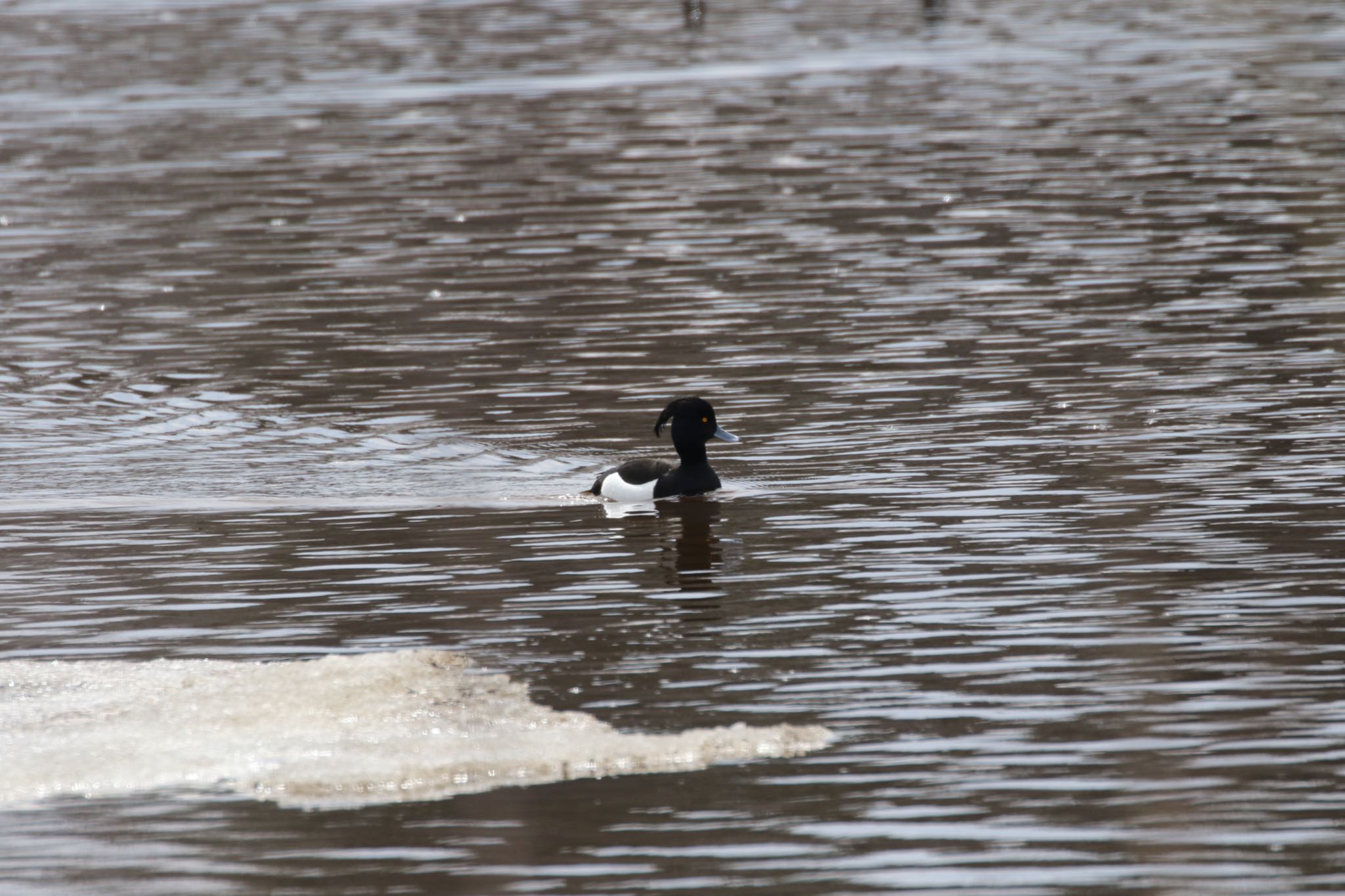 Photo of Tufted Duck at  by will 73