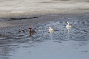 Smew Unknown Spots Fri, 4/8/2022