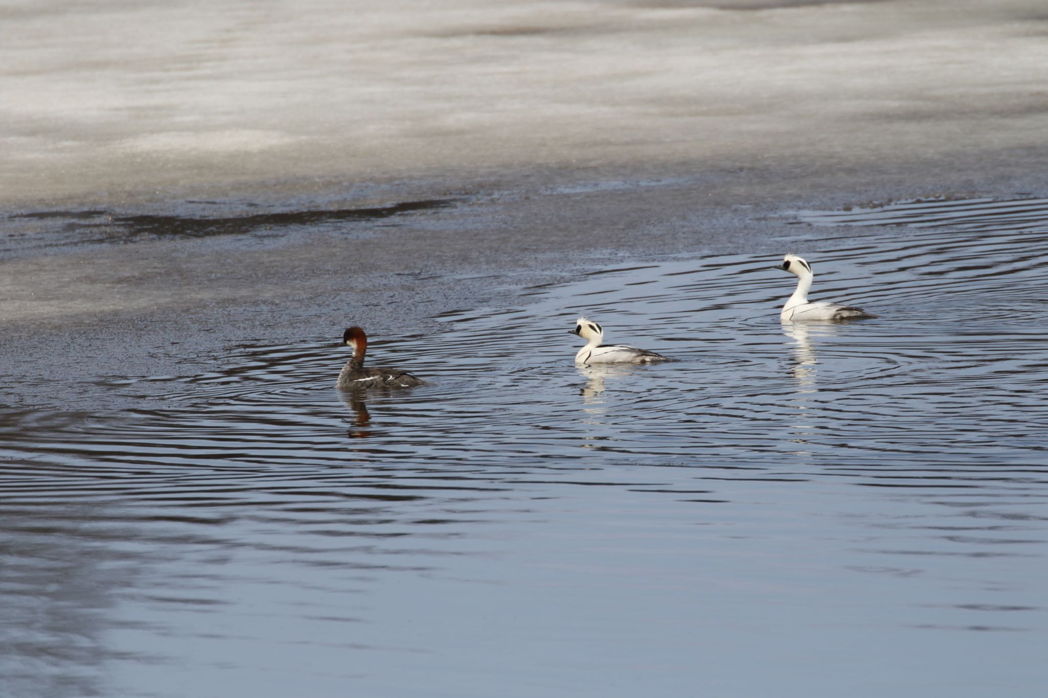 Photo of Smew at  by will 73