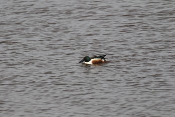 Northern Shoveler 札幌モエレ沼公園 Mon, 4/11/2022