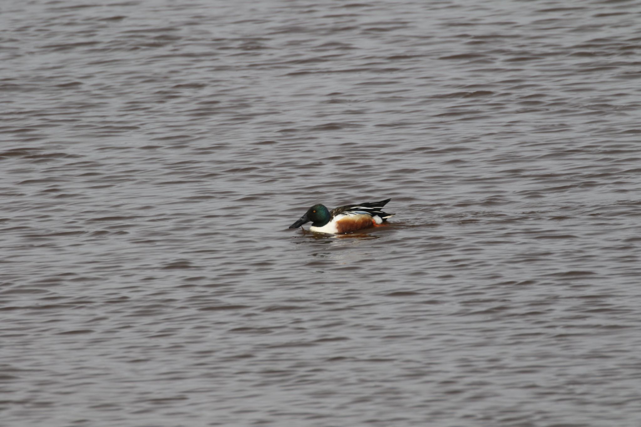 Photo of Northern Shoveler at 札幌モエレ沼公園 by will 73