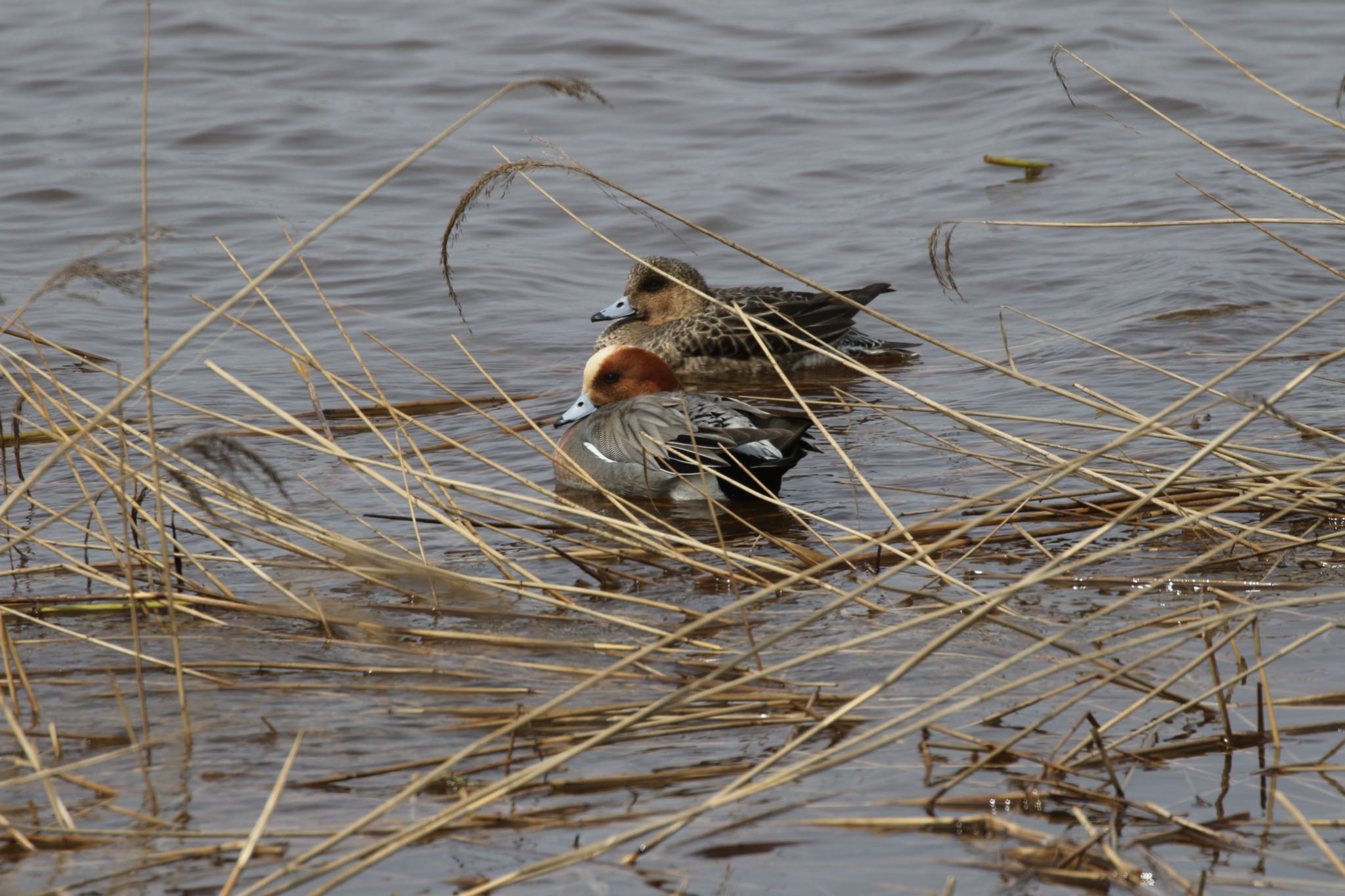 Photo of Eurasian Wigeon at 札幌モエレ沼公園 by will 73