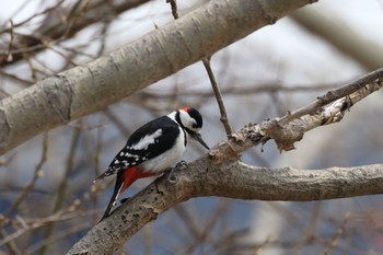 Great Spotted Woodpecker 札幌モエレ沼公園 Mon, 4/11/2022