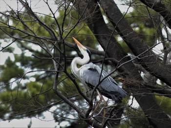 アオサギ 小田原城址公園(小田原城) 2022年3月19日(土)