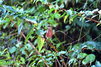 Siberian Long-tailed Rosefinch Hayatogawa Forest Road Thu, 11/16/2017