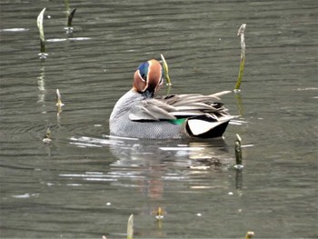 Eurasian Teal 小田原城址公園(小田原城) Sat, 3/19/2022