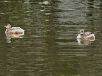 Little Grebe 小田原城址公園(小田原城) Sat, 3/19/2022