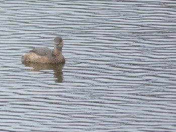 Little Grebe 小田原城址公園(小田原城) Sat, 3/19/2022