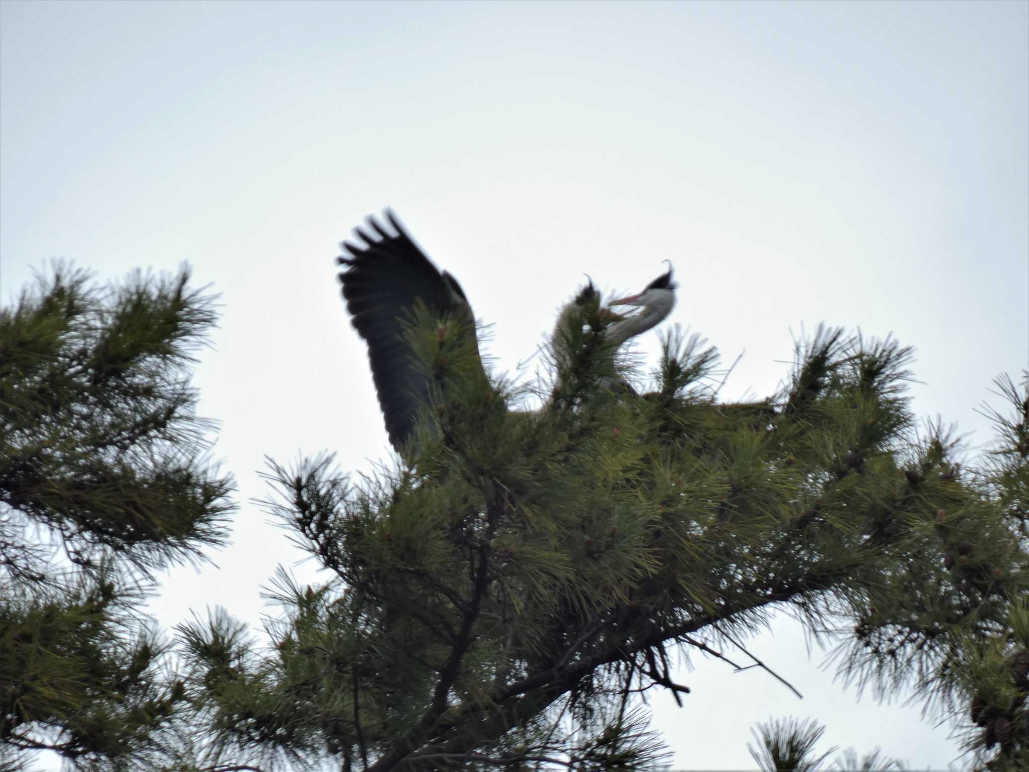 Photo of Grey Heron at 小田原城址公園(小田原城) by koshi