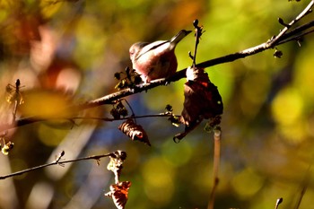 Siberian Long-tailed Rosefinch Hayatogawa Forest Road Thu, 11/16/2017