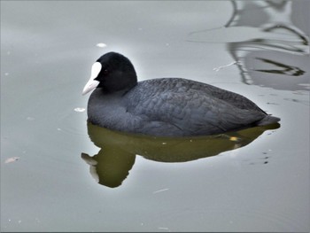 Eurasian Coot 小田原城址公園(小田原城) Sat, 3/19/2022