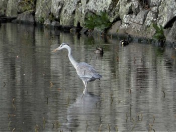 アオサギ 小田原城址公園(小田原城) 2022年3月19日(土)