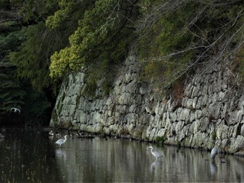 アオサギ 小田原城址公園(小田原城) 2022年3月19日(土)