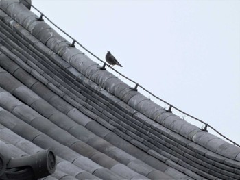 White-cheeked Starling 小田原城址公園(小田原城) Sat, 3/19/2022