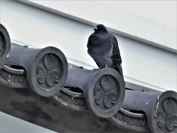 Rock Dove 小田原城址公園(小田原城) Sat, 3/19/2022