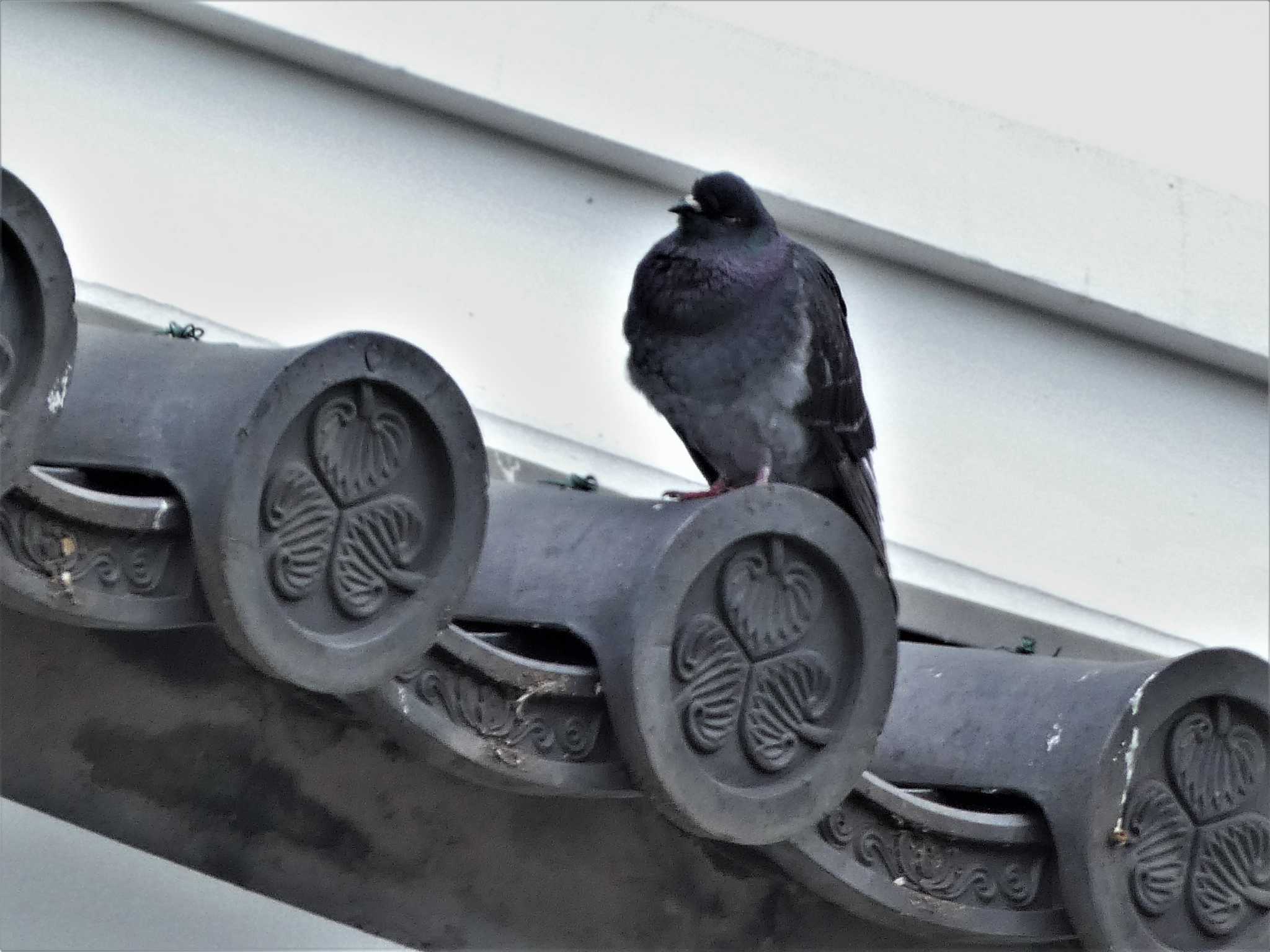 Photo of Rock Dove at 小田原城址公園(小田原城) by koshi