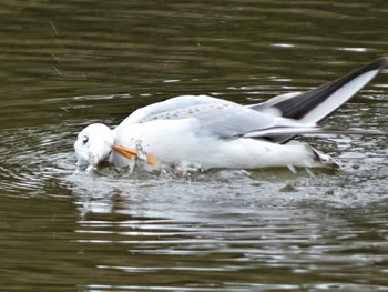 Black-headed Gull 小田原城址公園(小田原城) Sat, 3/19/2022