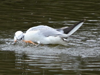 Black-headed Gull 小田原城址公園(小田原城) Sat, 3/19/2022