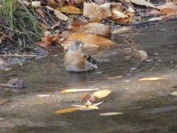 アトリ 長居公園植物園 2017年11月16日(木)