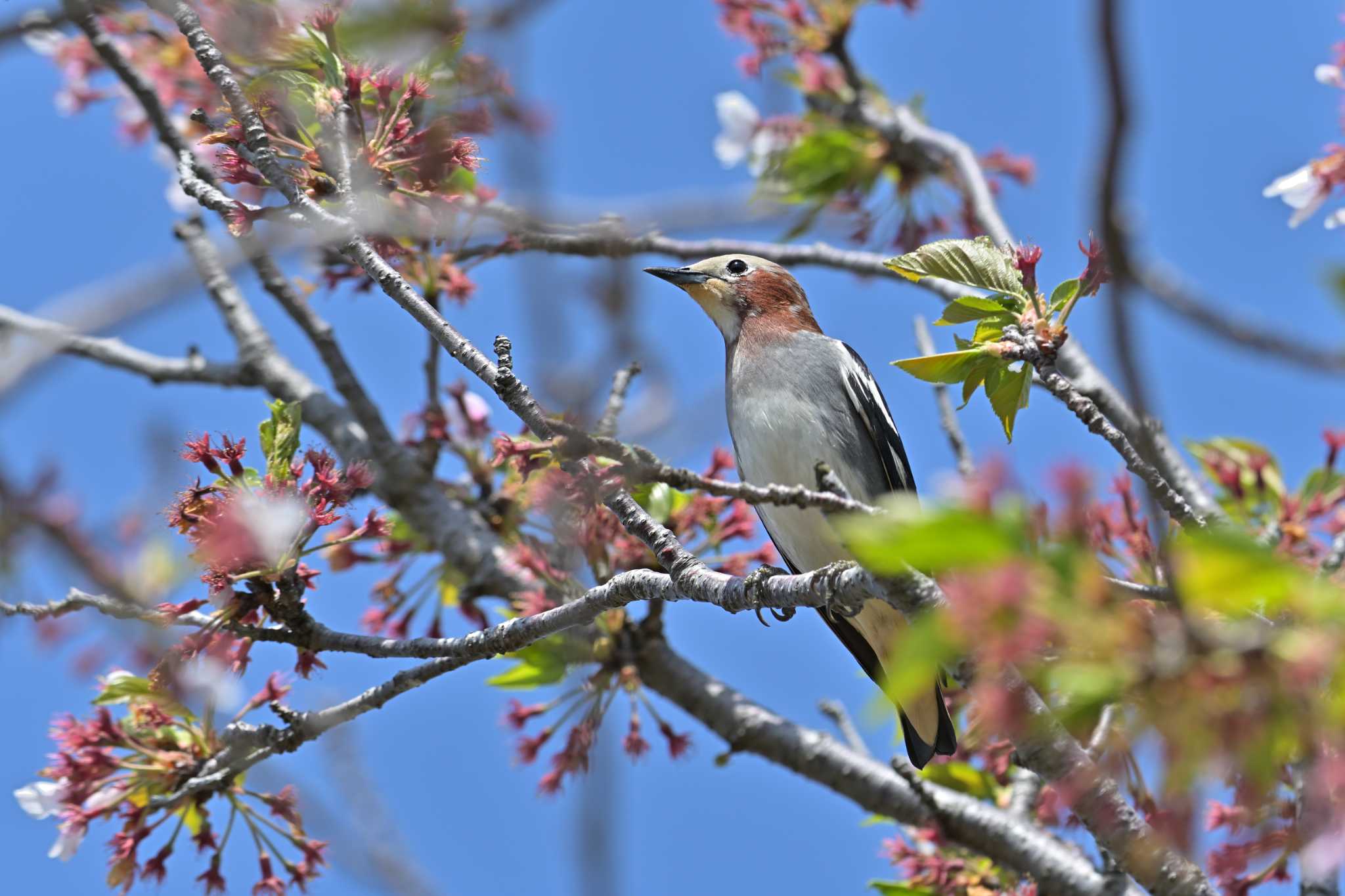 相模川 コムクドリの写真 by Tosh@Bird