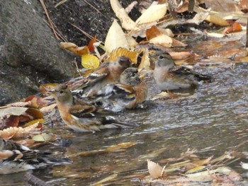 アトリ 長居公園植物園 2017年11月16日(木)