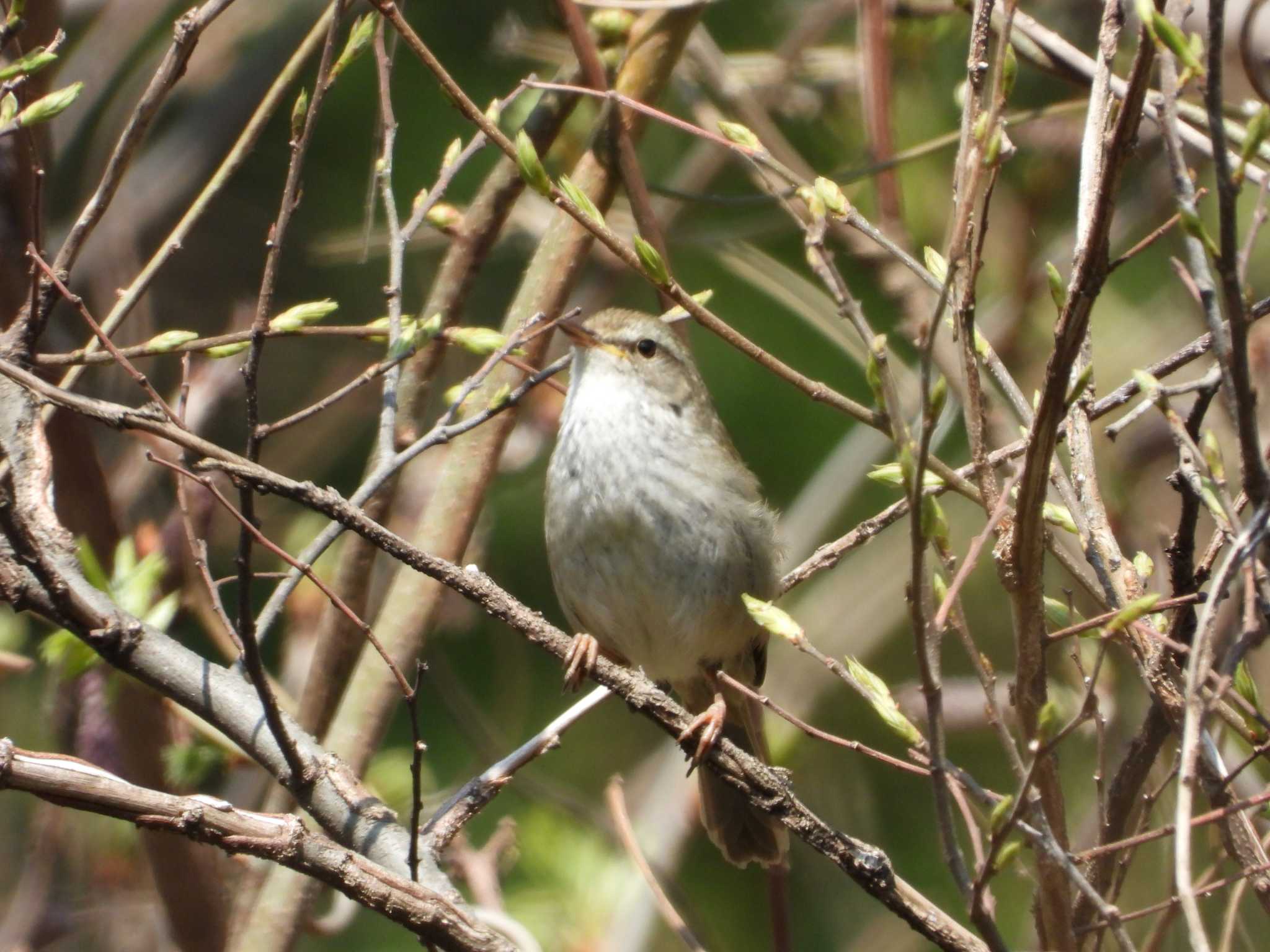 （昨年撮影） by little birds