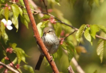 Japanese Bush Warbler 長瀞町 Mon, 4/12/2021