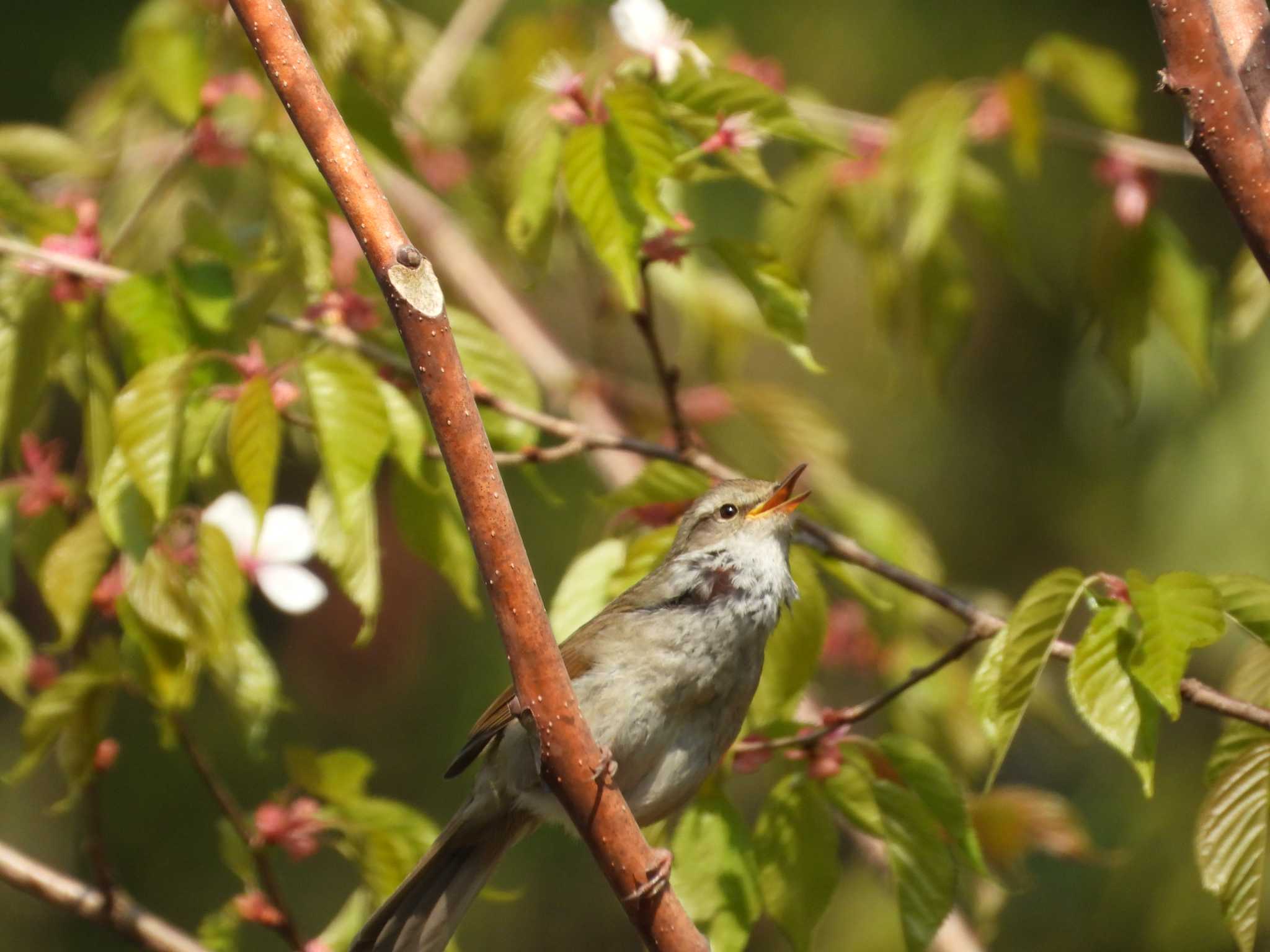 （昨年撮影） by little birds