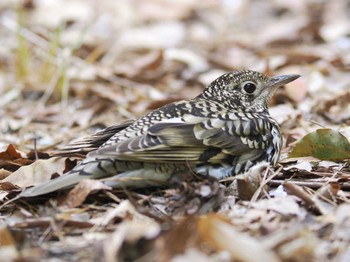 White's Thrush 岡崎市南公園 Fri, 4/8/2022