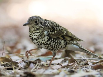 White's Thrush 岡崎市南公園 Fri, 4/8/2022