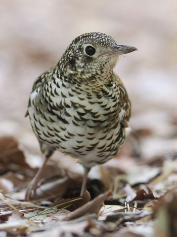 White's Thrush 岡崎市南公園 Fri, 4/8/2022