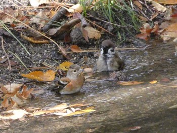 スズメ 長居公園植物園 2017年11月16日(木)