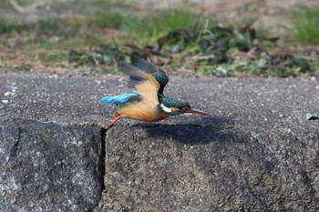 カワセミ 夙川河川敷緑地(夙川公園) 2022年2月6日(日)