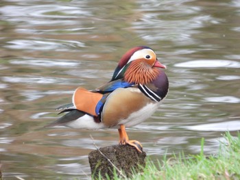 オシドリ 弘前公園(弘前城) 2022年4月14日(木)