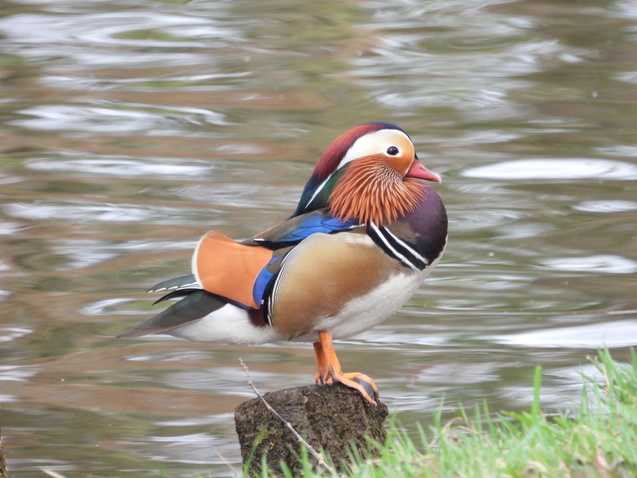 Photo of Mandarin Duck at 弘前公園(弘前城) by クロやん