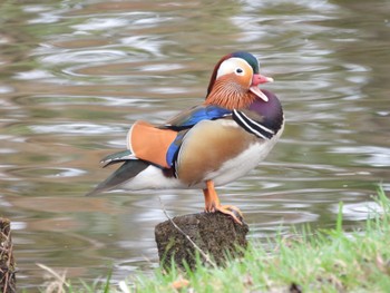 Mandarin Duck 弘前城公園 Thu, 4/14/2022