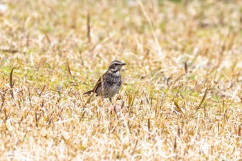 Dusky Thrush 生の松原 Mon, 3/21/2022