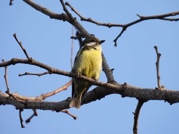 キバラガラ 朝陽公園(北京) 2022年4月3日(日)