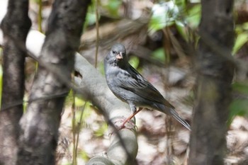 クロジ 昭和記念公園 2022年4月13日(水)