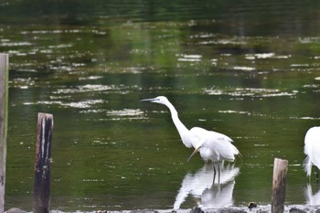 チュウサギ 長浜公園 2022年4月14日(木)