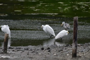 チュウサギ 長浜公園 2022年4月14日(木)