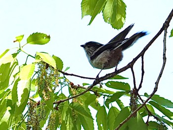 Long-tailed Tit 横浜市 Wed, 4/13/2022