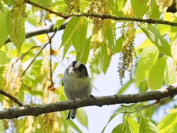 Long-tailed Tit 横浜市 Wed, 4/13/2022