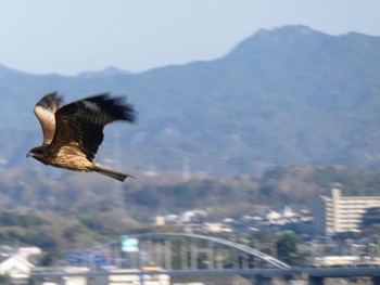 Black Kite 膳所城跡公園 Fri, 4/8/2022